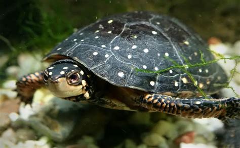 Spotted Turtle Care Sheet | Reptiles' Cove