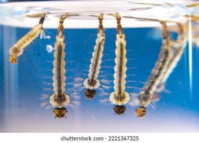 Asian Tiger Mosquito Larvae Water Alive Stock Photo 2221367325 ...