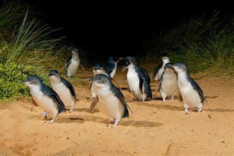 Phillip Island Wildlife, Penguin Parade Tour from Melbourne 2024