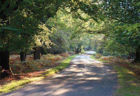 New Forest | district, England, United Kingdom | Britannica.com