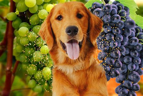 Can a dog eat grapes? | Can a dog eat grapes information