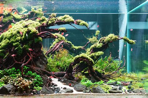 Planting art: Aquascape artist Dave Chow on underwater creativity