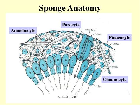 PPT - Origins of Multicellular Animals PowerPoint Presentation, free ...