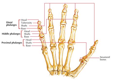 Easy Notes On 【Bones of the Hand】Learn in Just 3 Minutes!