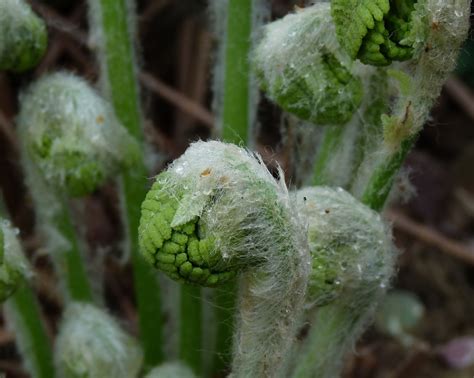 U-Holler: Fiddlehead Ferns