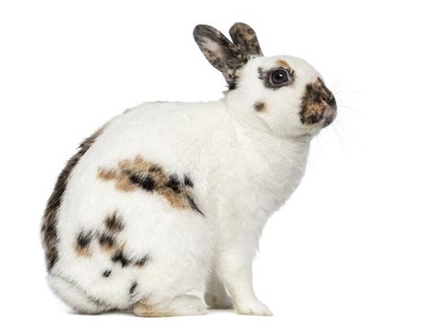 English Spot Rabbit Breed Information and Pictures - PetGuide.com ...