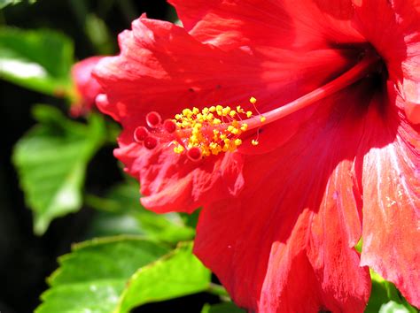 Red Flower Images, Beautiful Red Flower Images, #16882