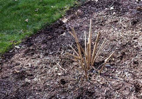 Butterfly Bush Pruning Tips aka Buddleia | Hearth and Vine