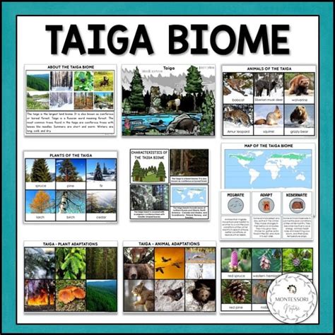 Taiga Biome Boreal Forest Animals Plants Facts - Montessori Nature ...