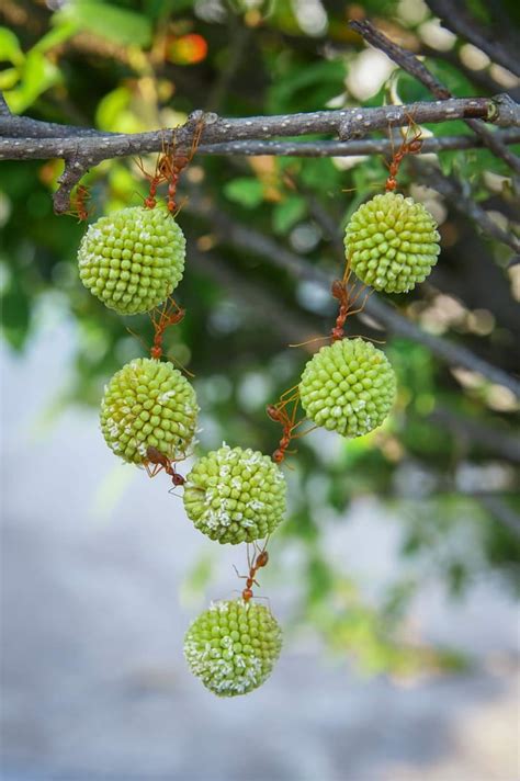 Weaver Ants demonstrating the strength of teamwork - 9GAG