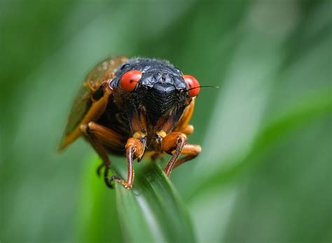 Cicada invasion | Nick Harris | Flickr