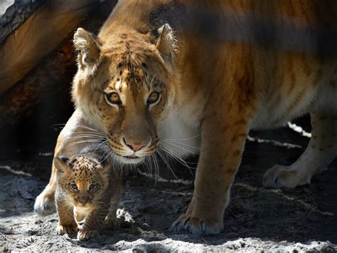 Lion Breeding With Tiger