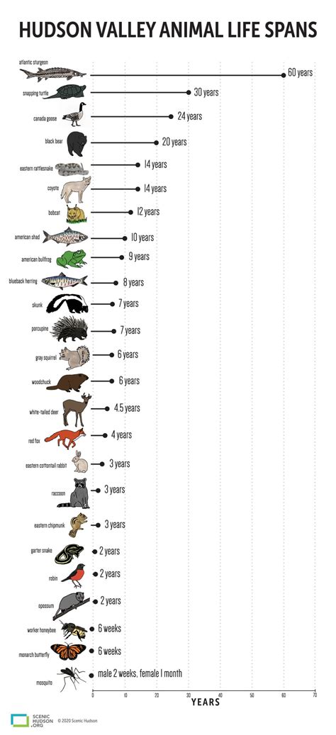 Top 130 + Animal lifespan chart - Inoticia.net