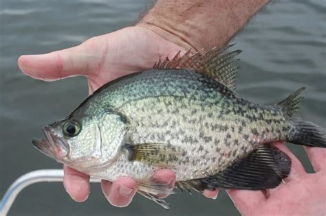 Crappies: What Do They Look Like? - fishing weekend warrior