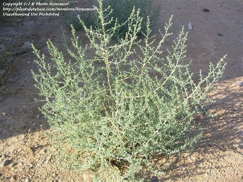 PlantFiles Pictures: Russian Thistle, Spiny Saltwort, Tumbleweed ...