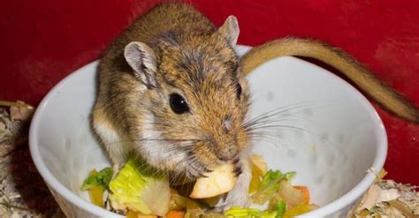 Are Gerbils Nocturnal Or Diurnal? Their Sleep Behavior Explained - A-Z ...