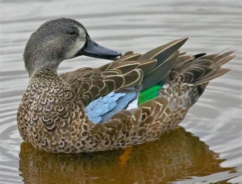 Blue Winged Teal male | Blue winged teal, Teal duck, Bird carving