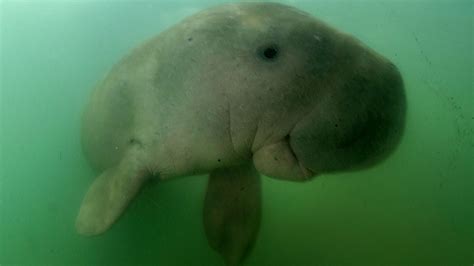 What's the Difference Between a Dugong and a Manatee? | HowStuffWorks