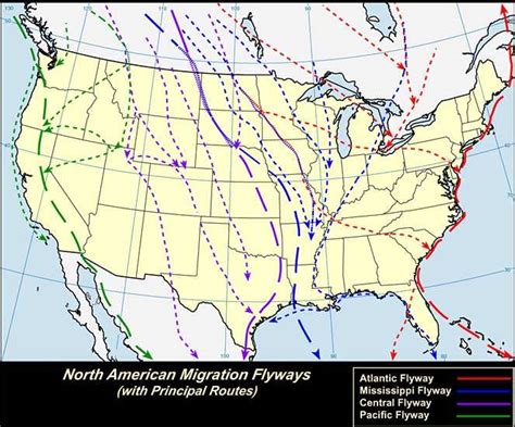 Waterfowl Migration Flyway Map