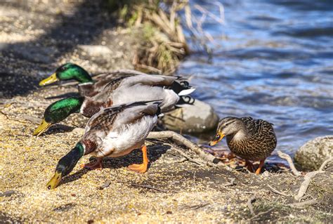 What Do Ducks Eat? What You Can and Can't Feed Ducks - Glenlivet Wildlife