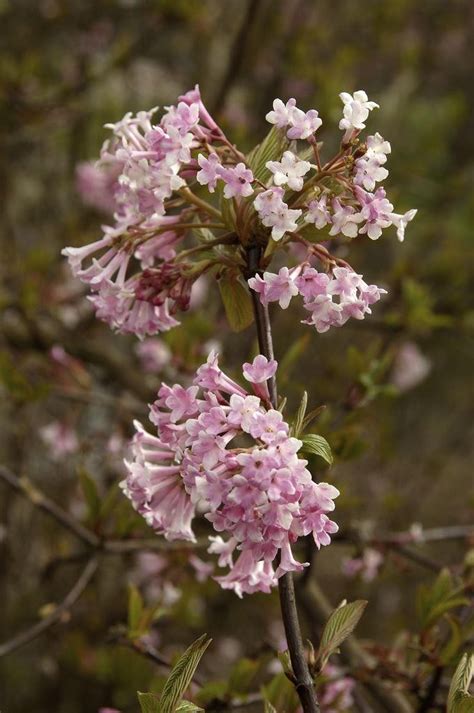 Viburnum Bodnantense Dawn