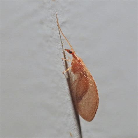 Bug o’ the Week – Brown Lacewing – Riveredge Nature Center