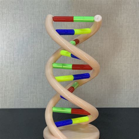 3D Printable DNA model by Hayder Alhilfi