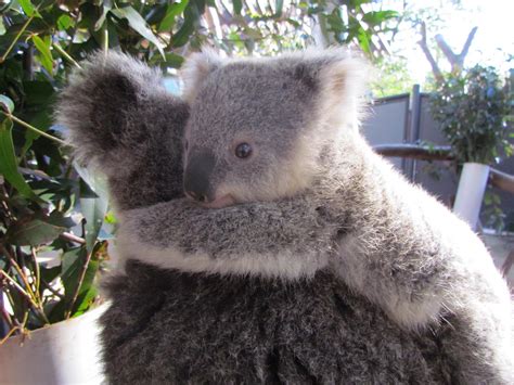 Koala Hugging Gif | Morsodifame Blog