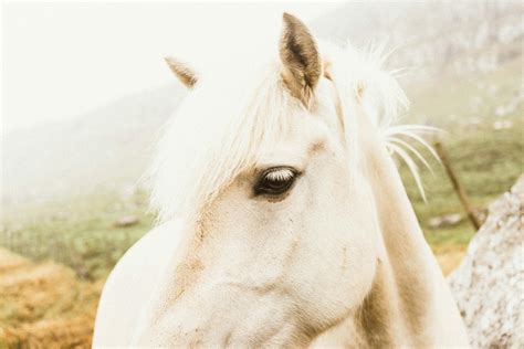 White Horse in Close Up Photography · Free Stock Photo