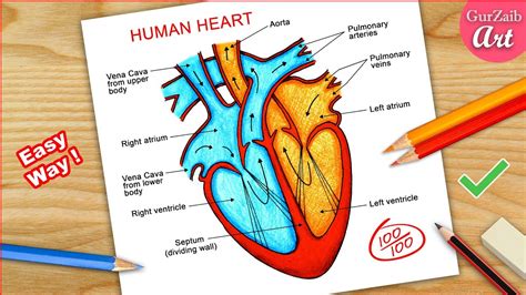 Human Heart Drawing Labeled