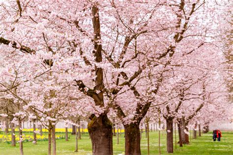 15+ Different Types of Cherry Trees (Cherry Tree Varieties) - PlantSnap