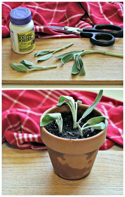 Sage Plant Care - How to Plant, Grow and Harvest Garden Sage