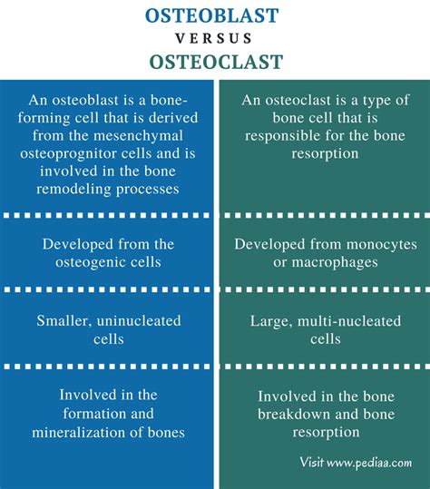 Difference Between Osteoblast and Osteoclast | Definition ...