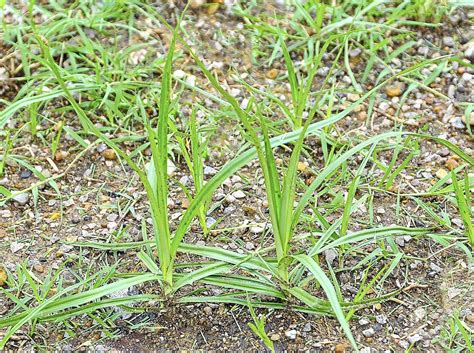 Killing Nutsedge In Vegetable Garden - apple-pie-1121