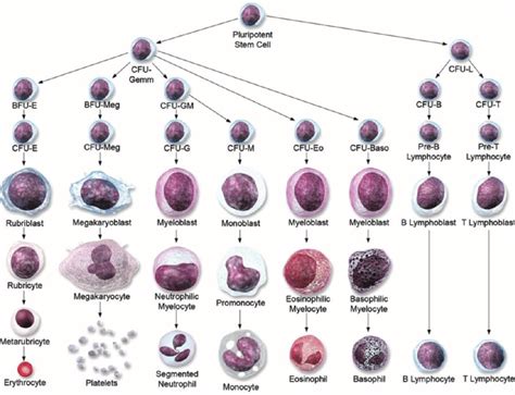 Differentiation pathway progression of cellular lineages from ...