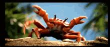 Crab Knife GIF - Crab Knife Fight - Discover & Share GIFs