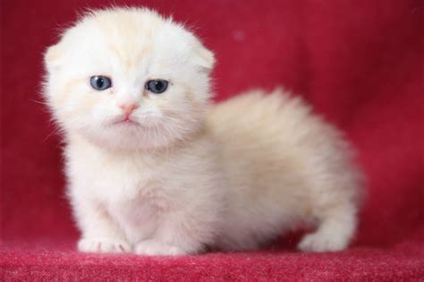 15 Amazingly Cute Scottish Fold Munchkin Kittens - Bone & Yarn