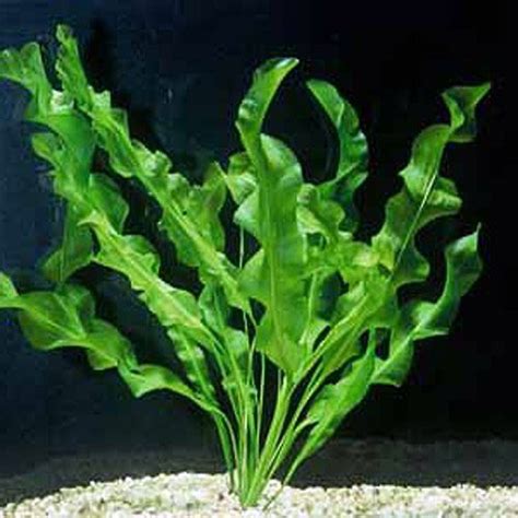 Aponogeton Ulvaceus Aquarium Plants | Arizona Aquatic Gardens