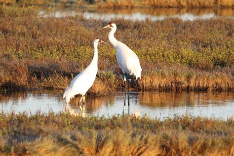 Record 500-plus endangered whooping cranes winging to South Texas soon