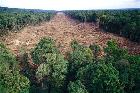 nepoată ars pakistanez deforestation pictures consimți la zgârietură Curând