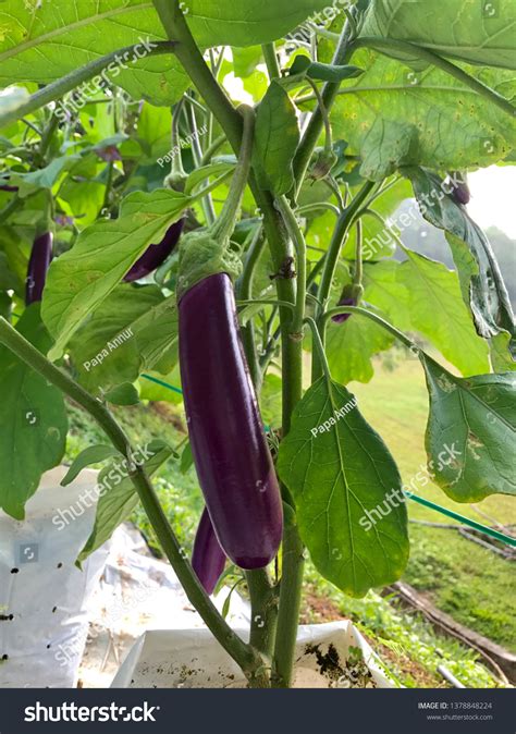 Brinjal Farm Fertigation System Stock Photo 1378848224 | Shutterstock