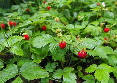 How to Grow Wild Strawberries – Strawberry Plants