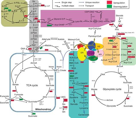 lipid metabolism - | Biochemistry, Science biology, Biology lessons