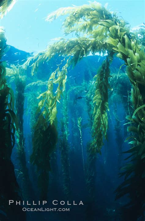 Kelp forest, Macrocystis pyrifera photo, San Clemente Island, California