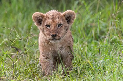 Lion Cub | Sean Crane Photography