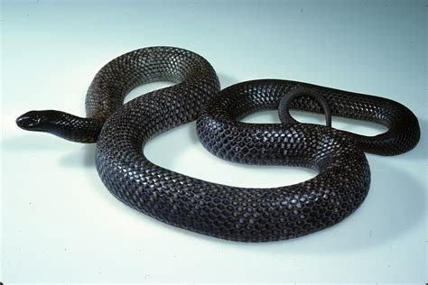 Are Black Garden Snakes Poisonous | Fasci Garden