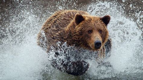 Bear Desktop Wallpapers - Top Free Bear Desktop Backgrounds ...