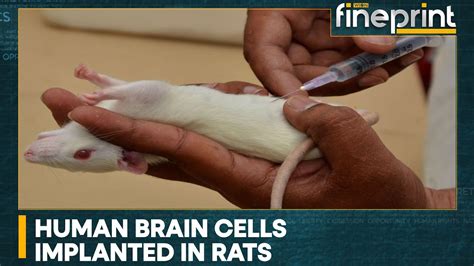 WION Fineprint | Scientists create human-rat hybrid brain! - YouTube