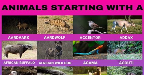 Animals that Start with A in English - Visual Dictionary