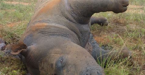 Poaching | Rhino Threats | Save the Rhino International